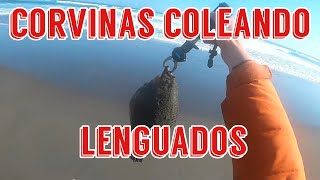 #CORVINAS COLEANDO #LENGUADOS #PUNTA PIEDRA