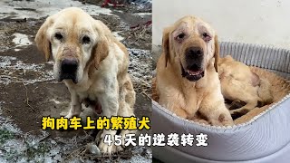 被賣到狗肉館的繁殖犬拉布拉多用45天完成逆襲轉變看哭網友