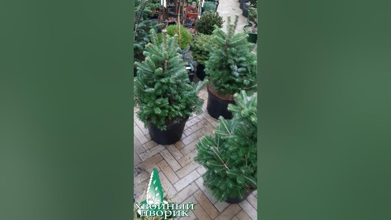🌲Пихта Дискус | Telegram: https://t.me/love_is_hvoiny_dvorik - YouTube