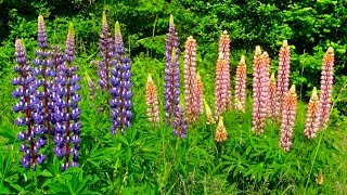 Bob Seger - Understanding (HD) (2 of 3)