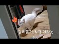 집사야놀자~ ( a cute kitten &#39;ragdoll&#39; )