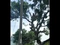 tebang lokasi ekstrim.dikelilingi kabel listrik, tiang listrik & di atas bangunan/galvalum#chainsaw