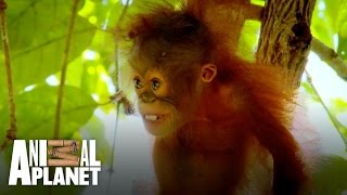 Baby orangutan Peanut is too scared to climb!