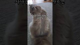사나운 고양이 후추 털을 자르면 생기는 일