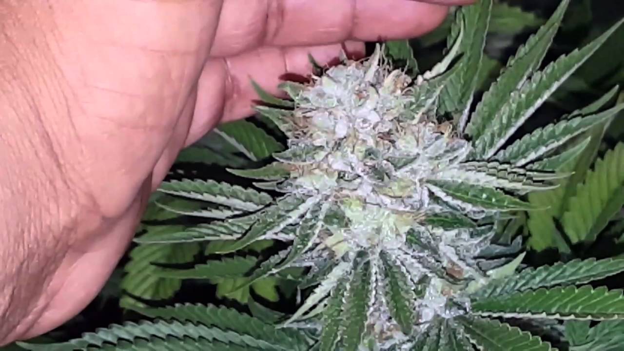 Updank #10 apollo led grow light