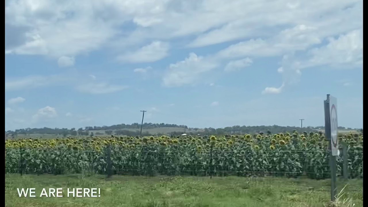 Allora Sunflower in SouthEast Queensland YouTube