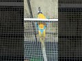 Blue and Gold Macaws