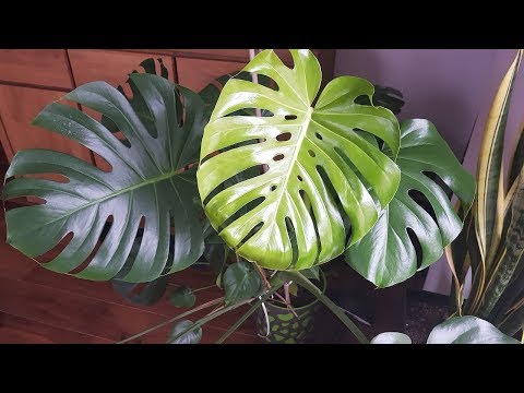 Wideo: Monstera Deliciosa: Kwiat O Magicznych Właściwościach