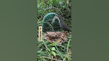 Ruak-ruak ini takbisa menandingi kecepatan jebakan