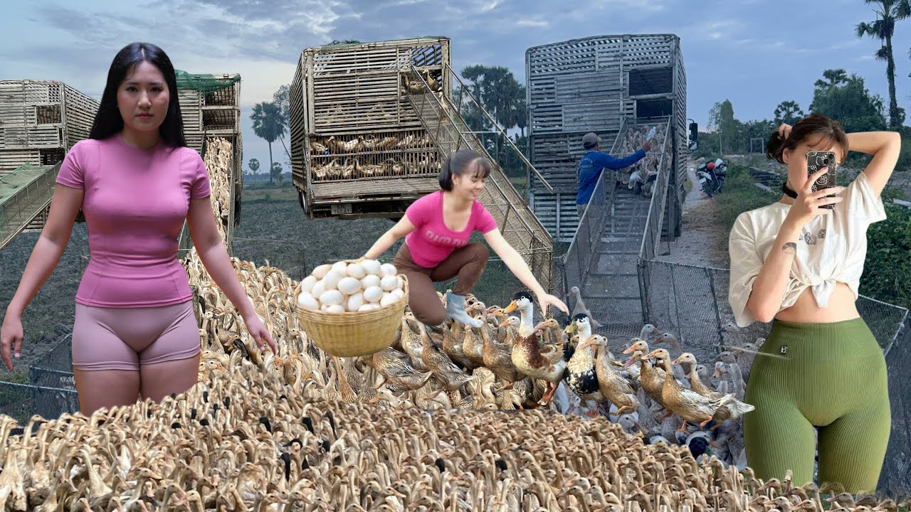 Traditional duck farming, where ducks are allowed to roam freely in the fields, is highly profitable