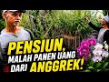 👉 PENSIUN, MALAH PANEN UANG DARI ANGgrek!