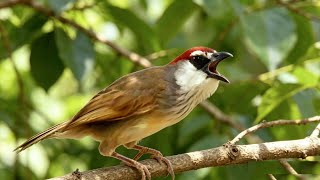 Burung Tepus gelagah gacor 