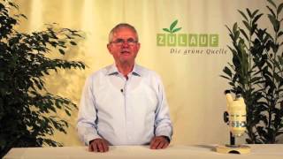 monstera samen Fingerphilodendron (Monstera deliciosa) main image 0