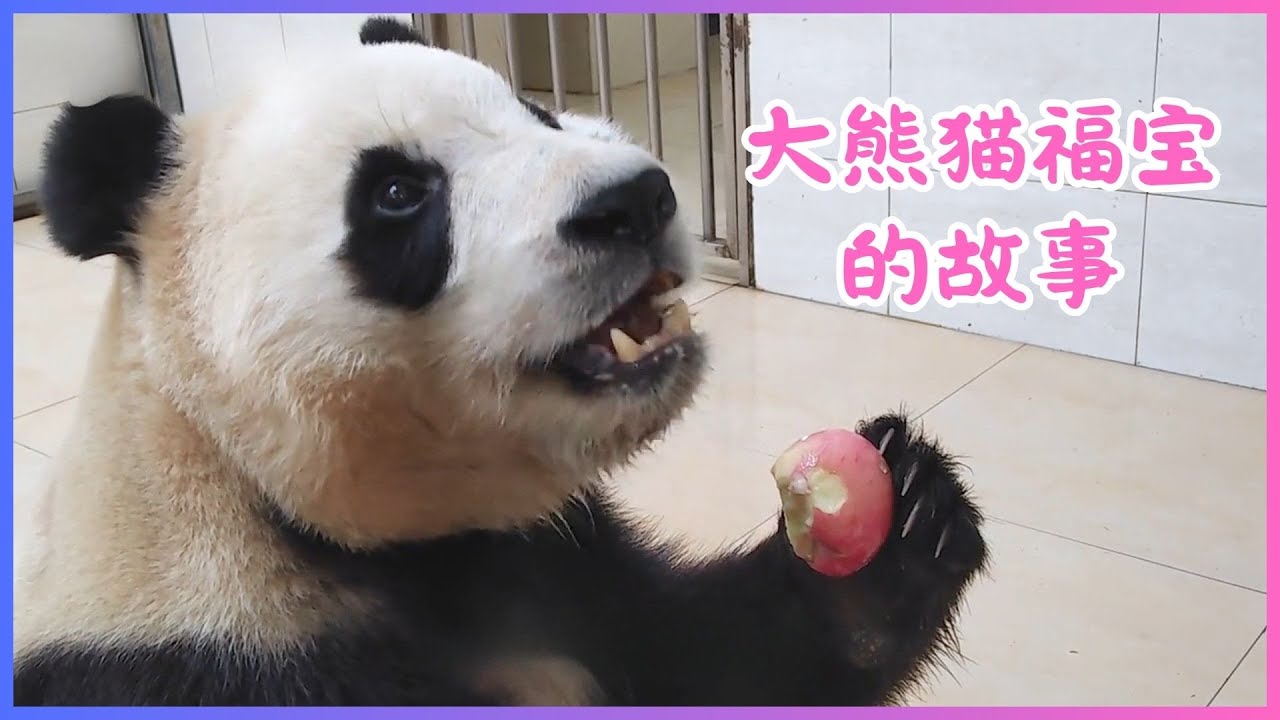 26.01.16🍎中心发布大熊猫福宝的故事🍎