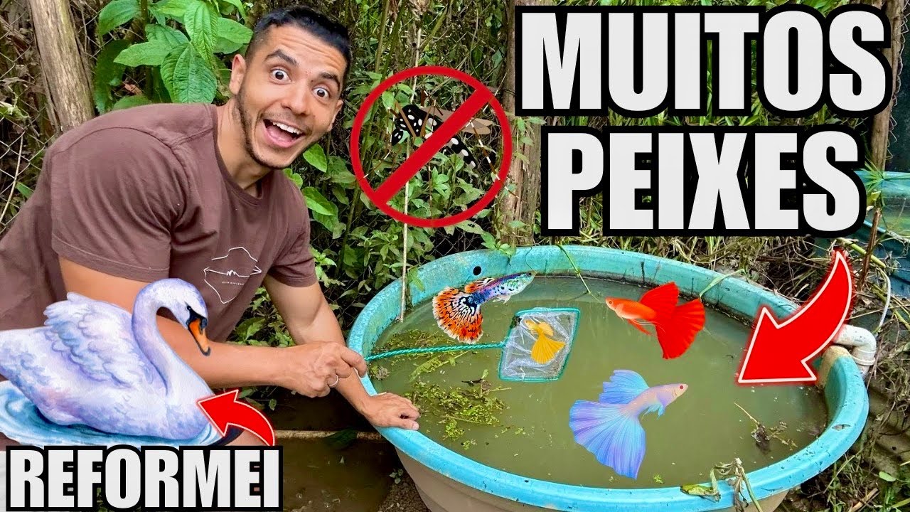 Pegando peixes coloridos para combater da dengue | Atualização reformas | Aves Recriar