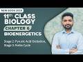 11th Class Biology Chapter 6 | Stage 2: Pyruvic Acid Oxidation, Stage 3: Krebs Cycle | New Book 2025