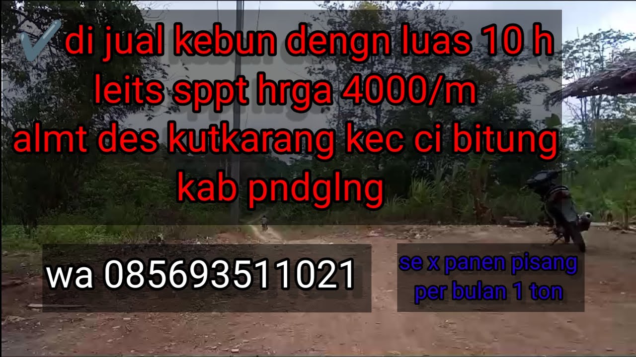 ✔️di jual kebun seluas 10 H satu hamparan legalitas sppt hrg 4000/m wa 083866596999