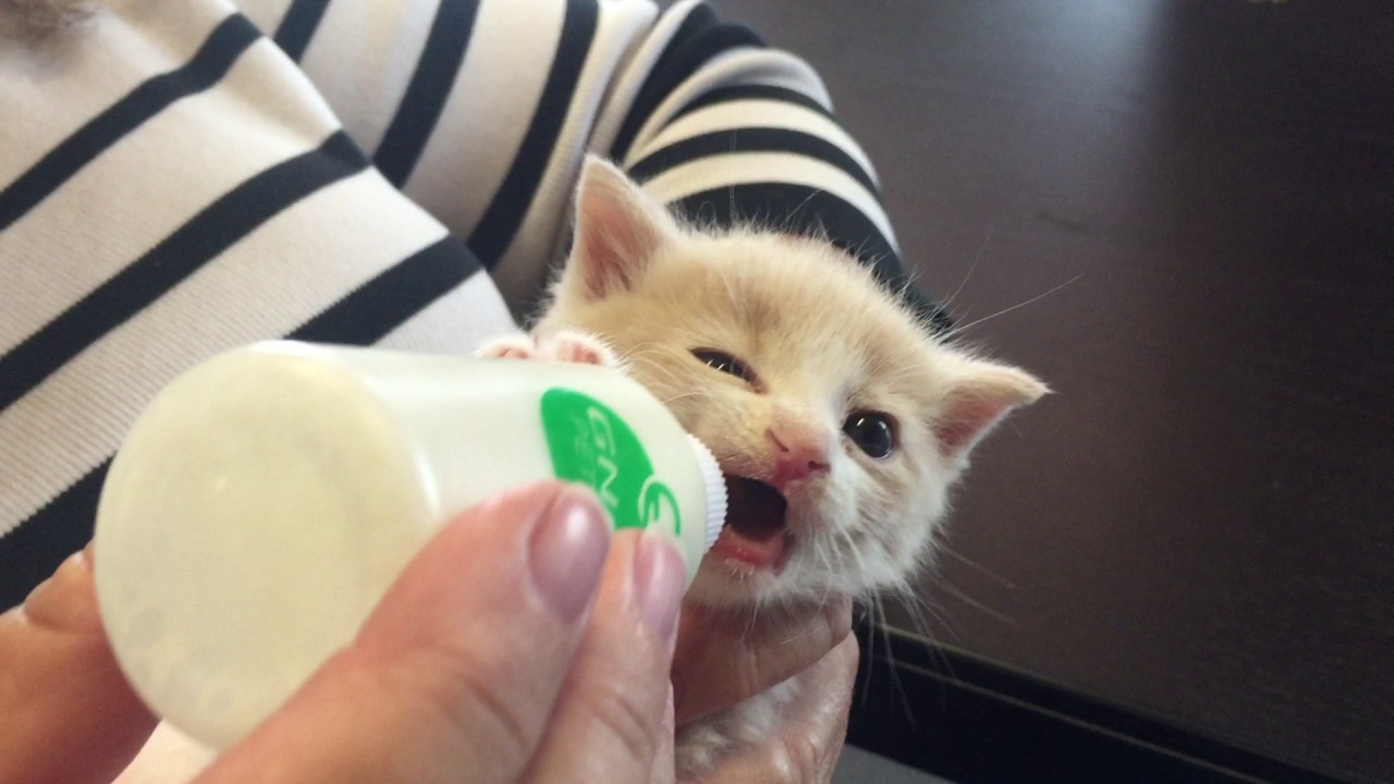 Catmovie Catmovie