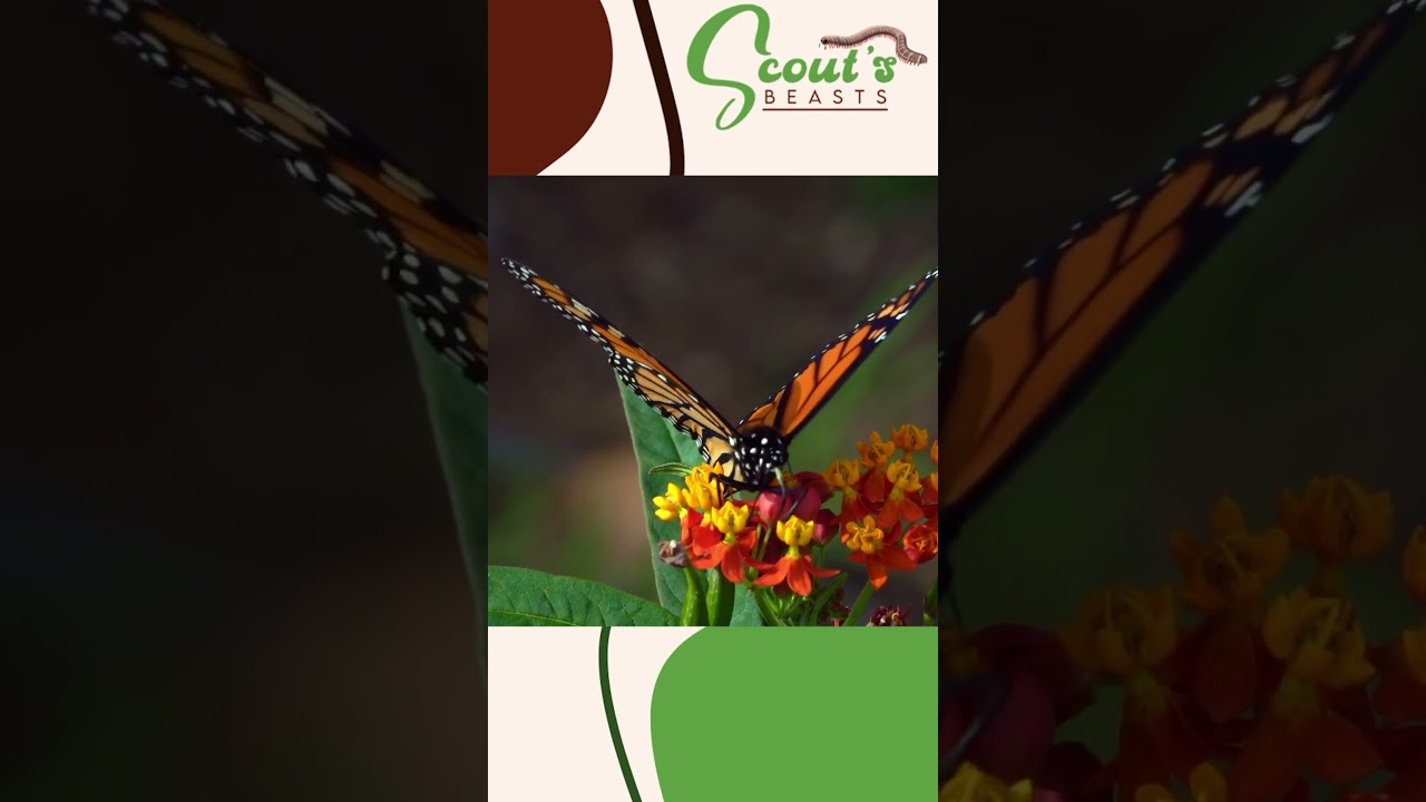 Do Insect Myths REALLY Hold Up? Part 2 