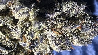 Gorilla butter strain review