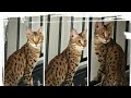 Wild cat, savannah cat F2 very cute cat from US & UK