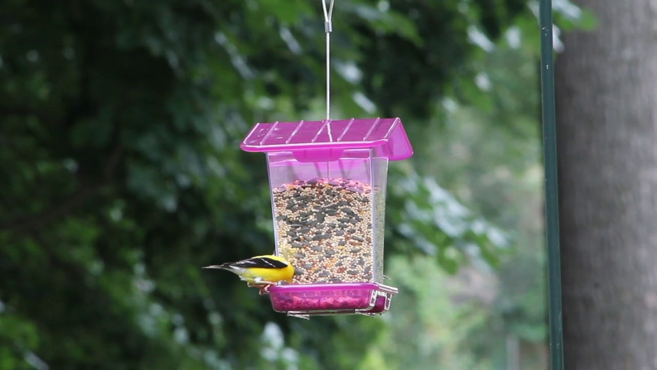 More Birds® Hopper Bird Feeder