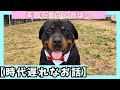 【時代遅れ】権蔵に話を聞いてもらっている途中にポチパパ来て終了の日