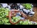 Re.イモリ飼育を始めるか悩んでいる方へ【イモリウム】/vivarium,paludarium,aquaterarium,Newt/JAPAN