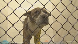 Pet experts talk about steps owners should take to pet-proof a home | FOX 10 News