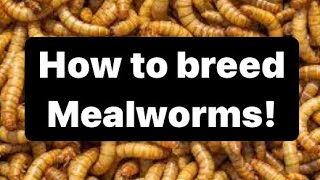 Making a MEALWORM HOUSE | How to breed mealworms!