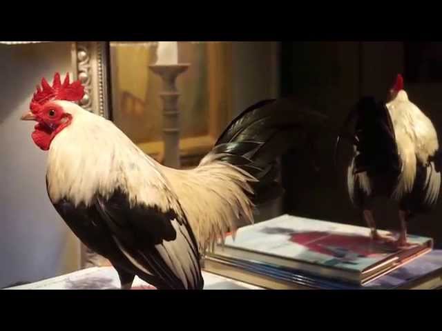 Noël's Rooster