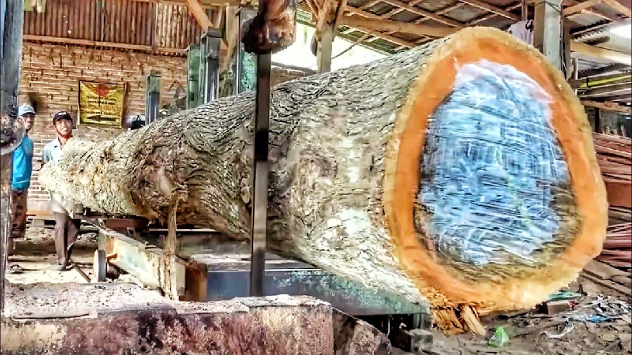 🌳 Witness the Beauty of a Century-Old Teak Being Sawn at the Sawmill!
