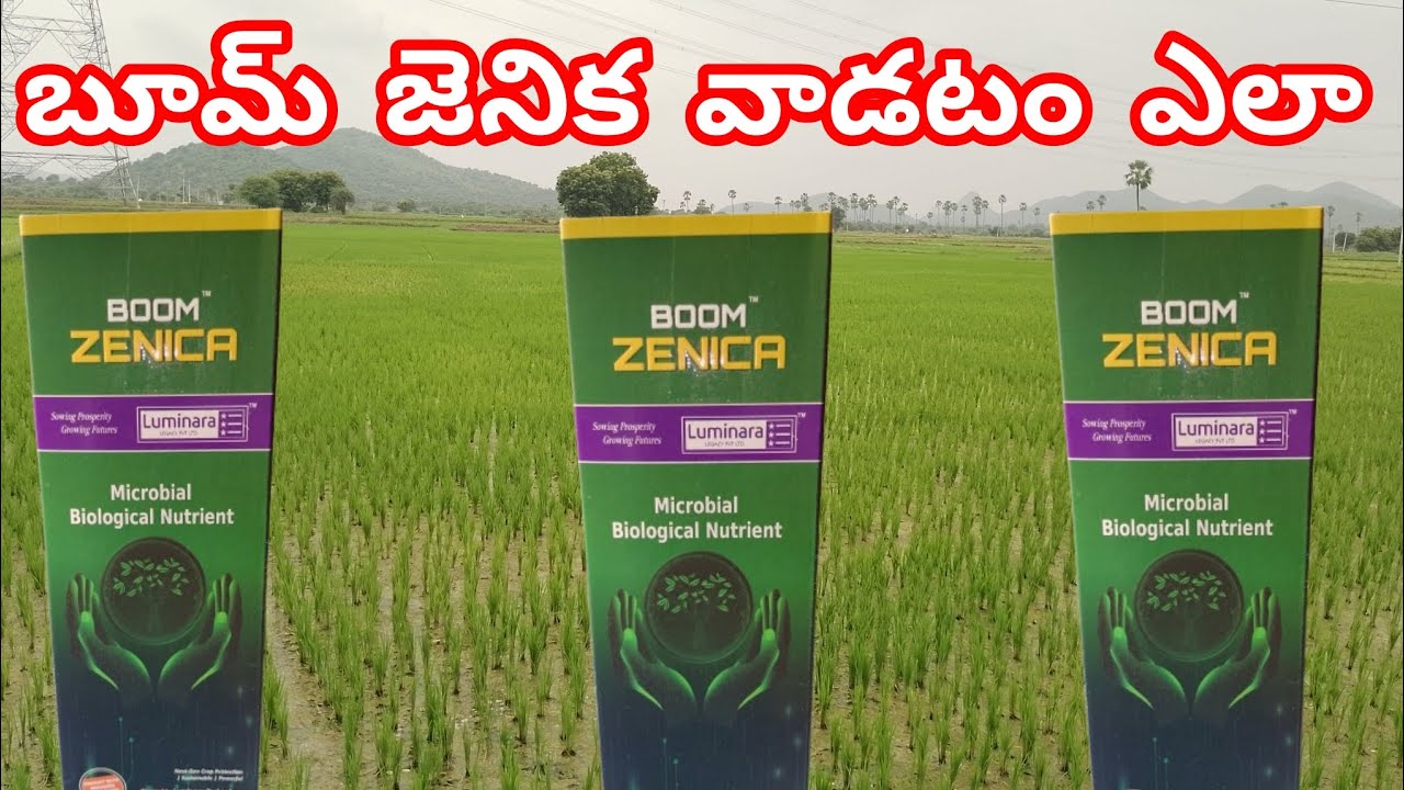 బూమ్ జెనిక పొలంలో ఎలా వాడాలి. తేజ ట్రేడర్స్. పెద్దపల్లి.||BOOM ZENICA LUMINARA LEGACY PVT LTD ||