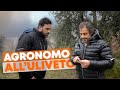 CONSULENZA dell'AGRONOMO all'ulivetoðŸŒ¿