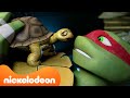 Tartarugas Ninja | As Tartarugas Adotam Animais de Estimação! 🐢🐱 | Nickelodeon em Português