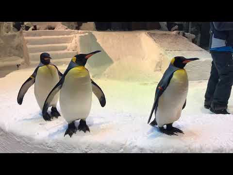 Ski Dubai Penguins
