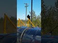 Чёрный ворон Angry Birds 