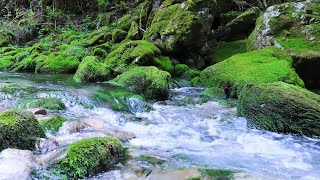 Звук реки (журчание реки), который значительно очищает разум [учеба, сон, расслабление, ASMR]