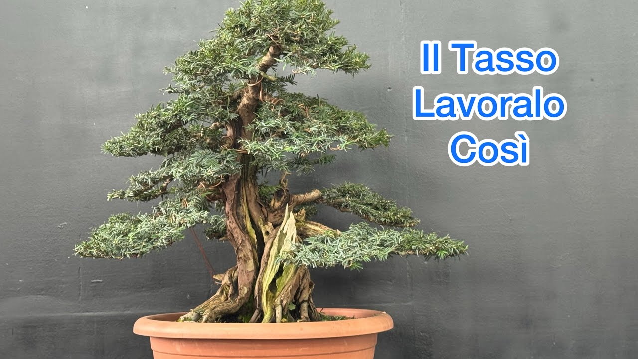 Vuoi un Tasso master?  lavoralo così 