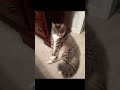 Vladimir Von Kitter Chillin'
