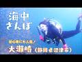 【初心者にも人気】ダイビングの聖地とも呼ばれる大瀬崎(静岡県沼津市)に潜ってみたら・・・秋ならではの魚たちとの出会いが!
