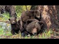 Grizzly and Her Newborns - First Sighting