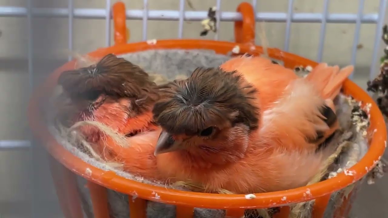 Crías de canarios 2026