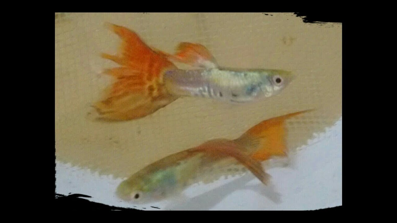 GUPPYS COM CALDAS DESFIADAS. PORQUÊ? O QUE FAZER?