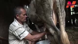Cow Milking By Hand  - Village Life - how to milk a cow