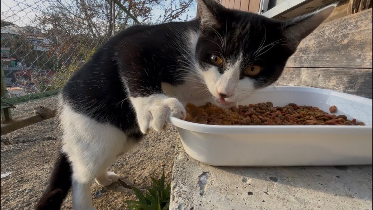 2026.01.10 野良子猫三兄弟のご飯タイム～強風で怖いけど頑張って食べる～(字幕あり)