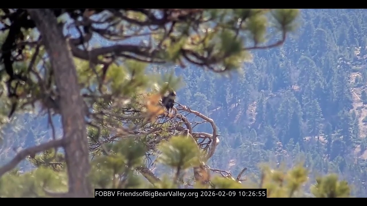 Jackie and Shadow mating twice today | 2.9.26