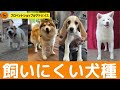 2022年版　飼いにくい犬種　6選