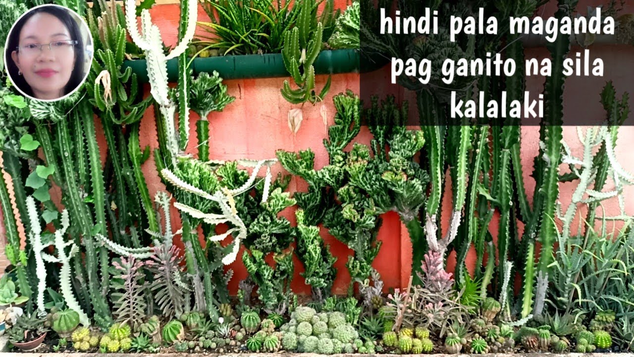 #1016 Garden Update Cactus and Succulent Plants/Succulent Davao 