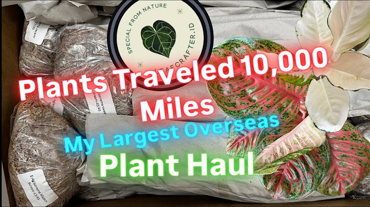 Overseas Import Plants Haul Unboxing Review What You Need to Know Detailed Plant Care Tips